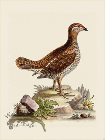 Edwards 071 Heathcock